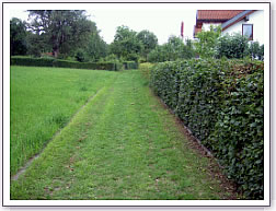 Gr&uuml;ne Wiese - Copyright Zizmann-Blessing